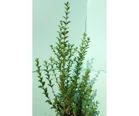 Ligustrum Ovalifolium  (Lemn Cainesc) 